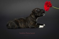 /album/shhenki/arni-3-jpg/